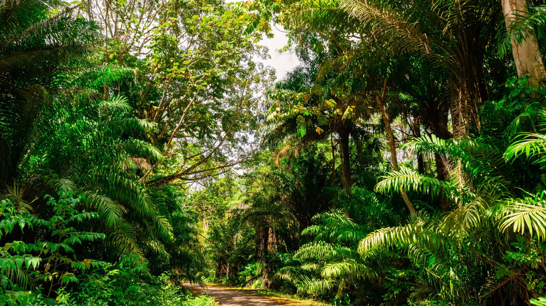 Concrete paved pathway in densely vegetated tropical forest, Chaguaramas Trinidad