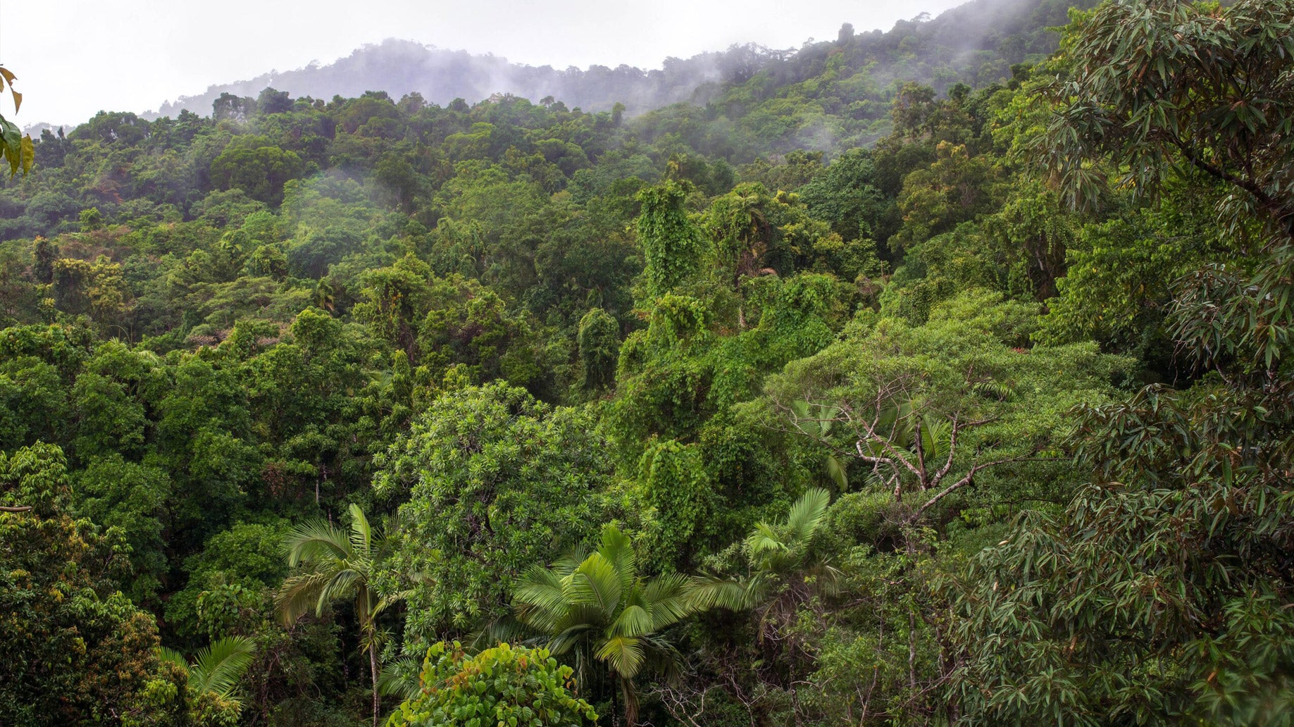 View of the tropical jungle on a rainy day from the top of the 23 metre high tower at the Daintree Discovery Centre in Australia.